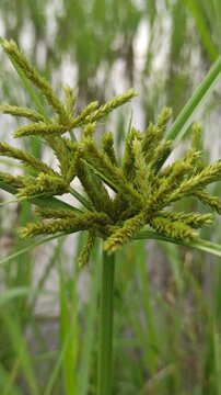 Purple nutsedge plants growing in natural soil, showing slender stems and purple-brown flower heads, representing resilient wild grass in a tropical environment.