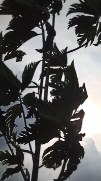 A breadfruit tree stands in silhouette against a cloudy sky as the sun begins to rise, painting the morning with soft light and quiet serenity.
