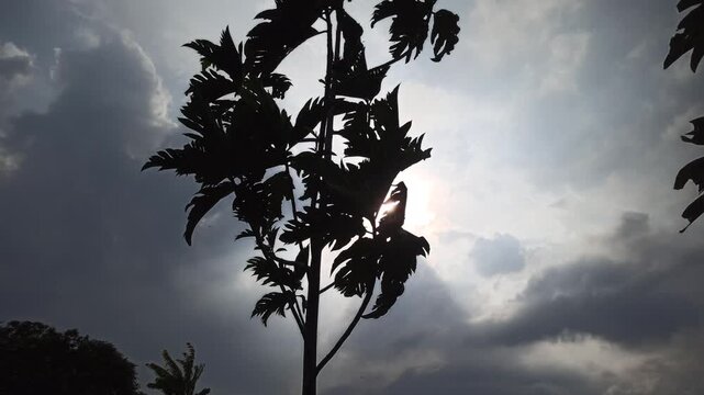 A breadfruit tree stands in silhouette against a cloudy sky as the sun begins to rise, painting the morning with soft light and quiet serenity.