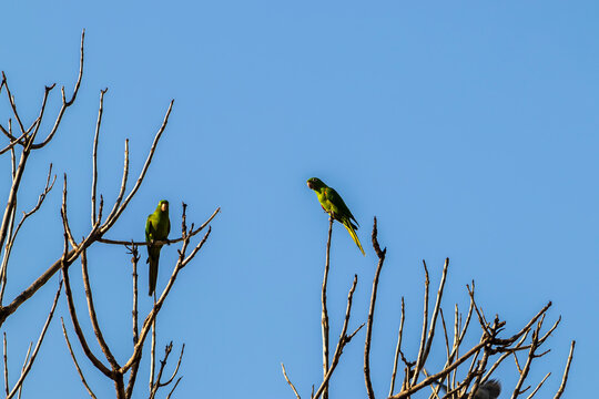 maritacas (Pionus) or brazilian parrots landed on a dry tree in Brazil