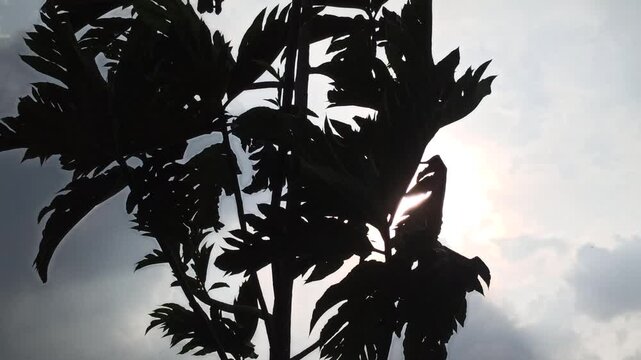 A breadfruit tree stands in silhouette against a cloudy sky as the sun begins to rise, painting the morning with soft light and quiet serenity.