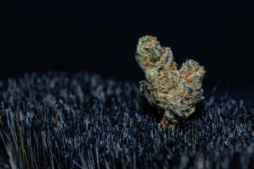 Studio close-up of medical cannabis flower and preparation details, including texture and plant material processing, presented in controlled lighting for healthcare, research, and alternative medicine