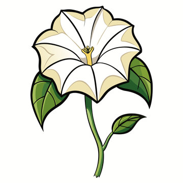 moonflower-flower vector design 