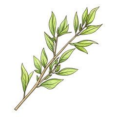 Fototapeta premium willow branches, plants, qingming festival, asia, festival, vector, transparent background, plant, branch, nature, herb, twig, decoration