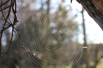 Spider web close up