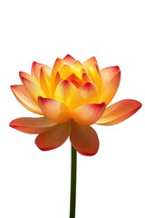 Fototapeta premium Vibrant orange lotus flower