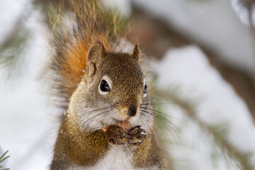 Fototapeta premium Cute fluffy American red squirrel is sitting on the spruce tree brunch in cold snowy winter day and eating a peanut.
