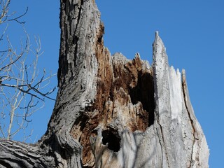Weathered Tree Trunk After Fall Showing Decay and Texture Under Clear Blue Sky, Colorado