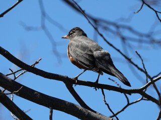 American Robin Perched on Bare Branch Against Clear Blue Sky in Early Spring, Colorado