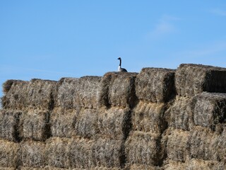 Canada Goose Standing on Stacked Hay Bales Under Clear Blue Sky in Early Spring, Colorado