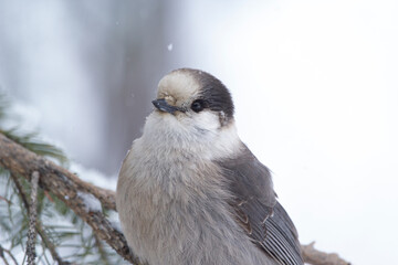 Obraz premium Portrait of cute fluffy gray Canada jay perched on the spruce branch in snowy white park in cold winter, it snows.