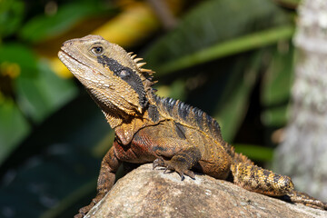 Obraz premium An Australian Eastern Water Dragon on a rock