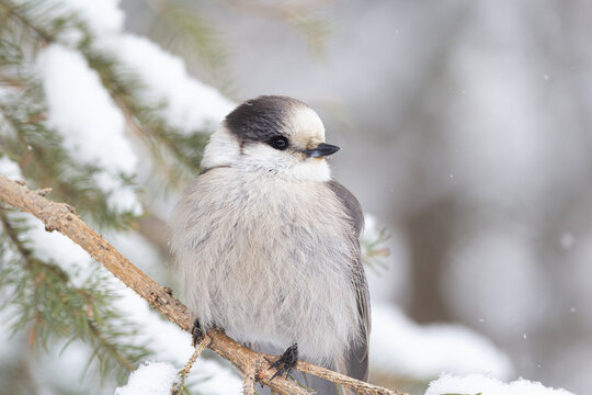 Portrait of cute fluffy gray Canada jay perched on the spruce branch in snowy white park in cold winter, it snows.