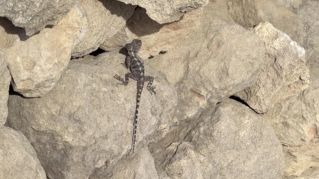 Brown anole lizard (anolis sagrei) on stones