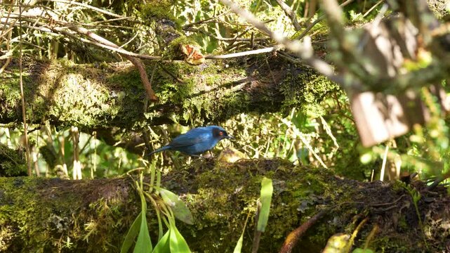 Image of a Masked Flowerpiercer Diglossa cyanea, also known as Pinchaflor enmascarado, Picaflor de antifaz, Diglosa de antifaz or Roba n&eacute;ctar de antifaz, feeding on a tree trunk in Colombia showing An