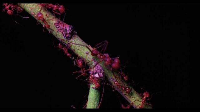 Close-up footage of hundreds of leafcutter ants, Atta cephalodes, moving along a green vine. A solid black background creates strong contrast and highlights the flowing motion of the insects.