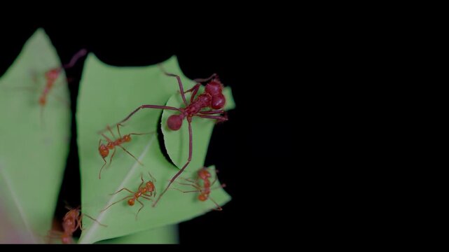 Macro footage of a leafcutter ant soldier, Atta cephalodes, cutting a leaf while assisted by smaller worker ants. A solid black background creates striking contrast and highlights cooperative insect b
