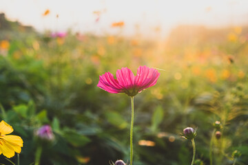 Cosmos flowers field in the morning