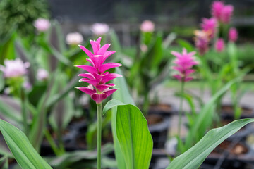 Pink flowers.Siam Tulip.Beautiful field of flower in National Park.