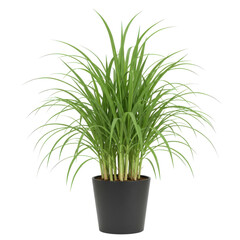 Lush green lemongrass plant with slender leaves in a sleek black pot isolated on white background