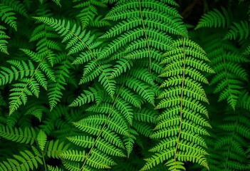 Intricate fern textures, lush green backgrounds, various shades, growth, natural