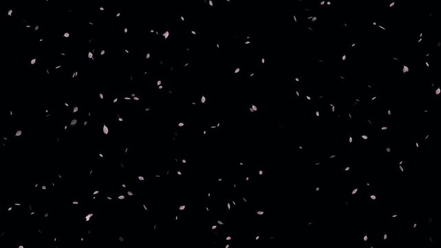 Pink cherry blossom petals falling particle on black background. Soft floral cherry blossom spray. Cherry blossom flower petals flying animation. Love theme- Sakura blossoms falling animated flat.