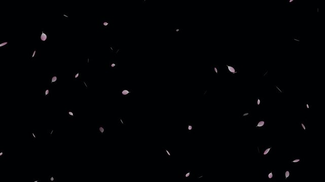 Pink cherry blossom petals falling particle on black background. Soft floral cherry blossom spray. Cherry blossom flower petals flying animation. Love theme- Sakura blossoms falling animated flat.