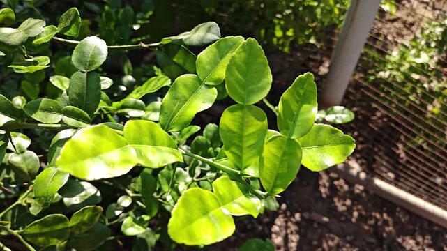 A close-up photograph of kaffir lime leaves on a tree in a sunny garden.