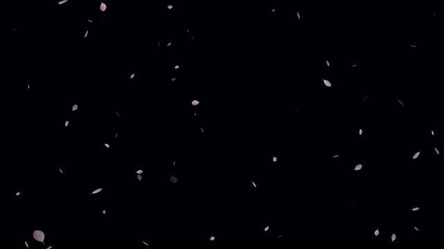Pink cherry blossom petals falling particle on black background. Soft floral cherry blossom spray. Cherry blossom flower petals flying animation. Love theme- Sakura blossoms falling animated flat.