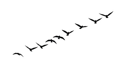 A flock of birds in flight against a white background forming a striking silhouette