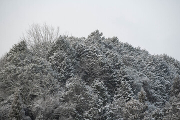 山間部の雪景色
