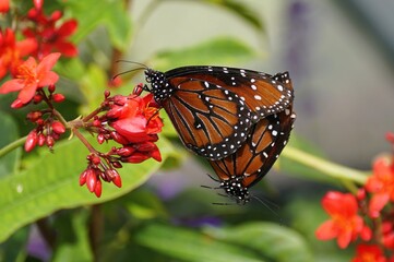 Two Queen butterflies are seen mating on a bright red flower, showcasing their orange wings with black borders and white spots