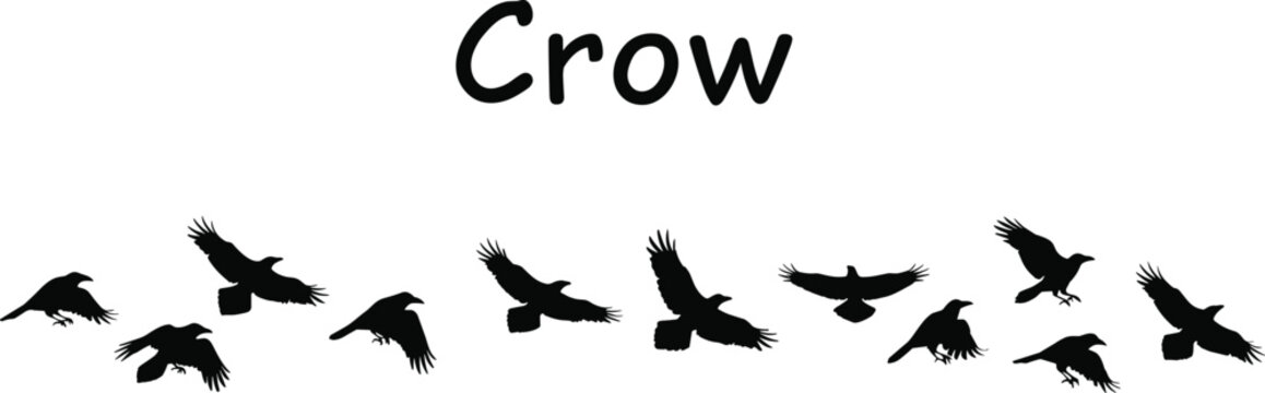 Silhouette illustration set of flying crows showing various wing positions, perfect for wildlife, spooky themes, and nature designs