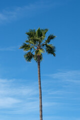 palm tree and blue sky background