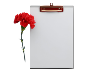 Single red carnation on clipboard isolated on transparent background