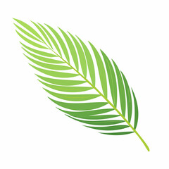 Isolated green palm leaf illustration on white background for design