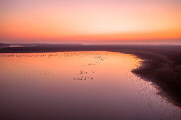 Swans on the lake at sunset
