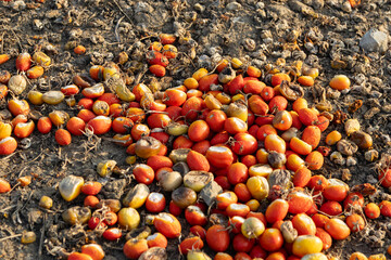 Close up shot of overripe and moldy tomatoes discarded on the soil during a hot summer day in the countryside
