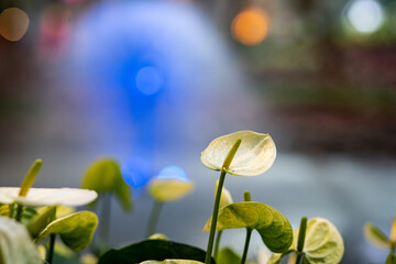 White Flamingo flowers in the garden.