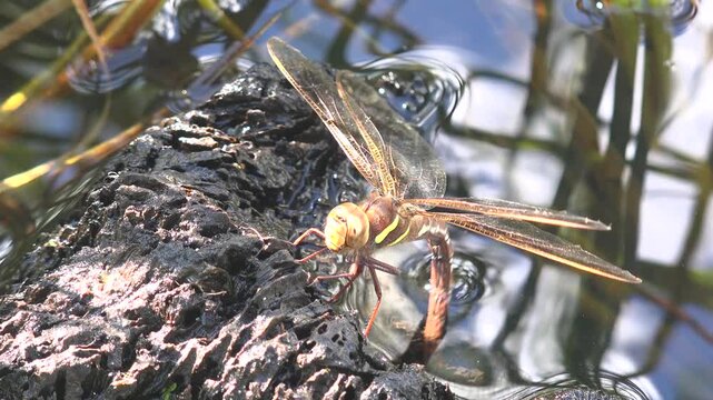 A dragonfly laying its eggs in a lake, taken in Ireland.