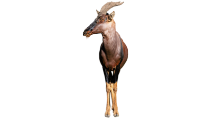 gazelle, antelope, wildlife animal, topi antelope, wild animal, gazelle isolated, antelope isolated on transparent background
