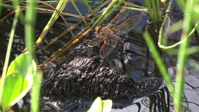 A dragonfly laying its eggs in a lake, taken in Ireland.