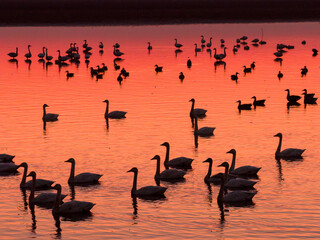 Swans on the lake at sunset