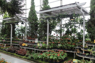 Lush indoor garden with vibrant plants and flowers on shelves