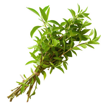 Freshly harvested lemon verbena bundle tied with rustic twine, displaying vibrant green leaves isolated on white background