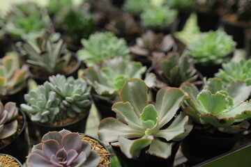 Variety of succulents in small pots for home or office decoration