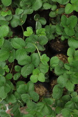 Lush green strawberry plants in pots for gardening and farming