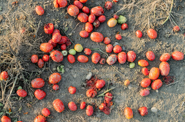 Decaying tomatoes scattered across agricultural land representing the massive problem of global food waste and loss in the farming industry
