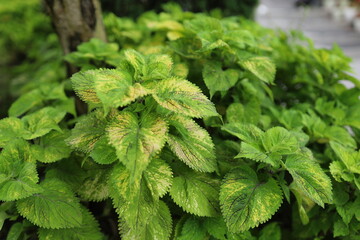 Vibrant green leaves with yellow variegation on bushy plant