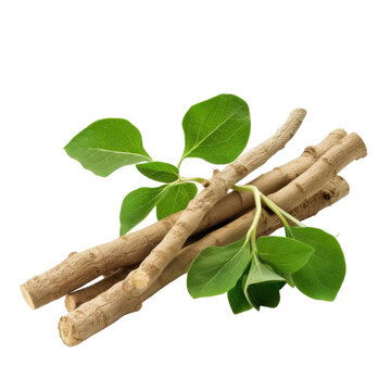 Fresh ashwagandha roots and leaves herbal remedy still life composition isolated on white background